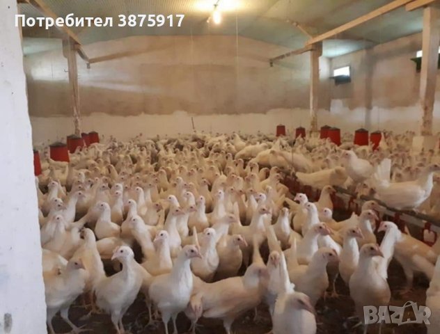 продавам ярки бял легхорн и ломан Браун, снимка 2 - Кокошки и пуйки - 44149424