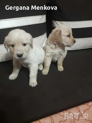 чистокръвни Лабрадори трилъри, снимка 3 - Лабрадор ретривър - 54070592