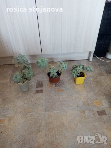 ,луда брада(седум),Граптопеталум, снимка 6 - Градински цветя и растения - 33037171