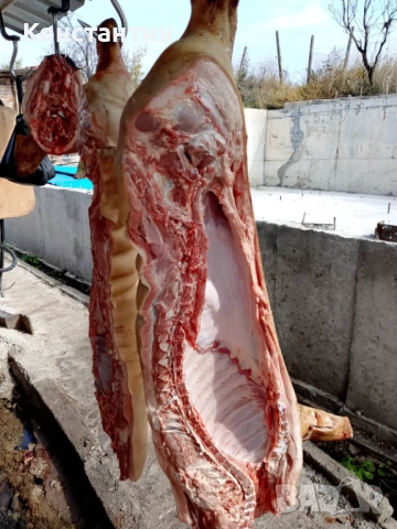 Свинско трупно пърлено на половинки