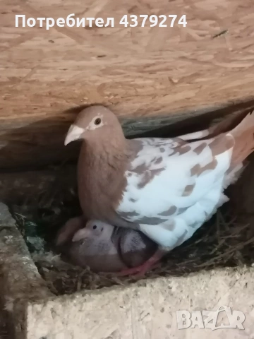 100% Мюлеманс, снимка 6 - Гълъби - 54129201