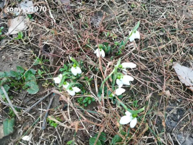 ГРЪМ ОТ КОКИЧЕТА-ЛОТ В САКСИЯ С ЛУКОВИЦИ И ПОЧВА 0402251648, снимка 17 - Градински цветя и растения - 48965524