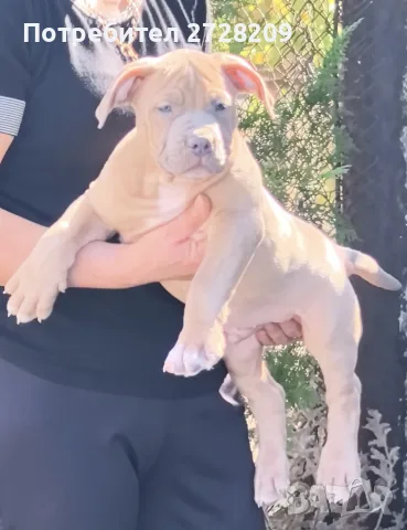 Американско Були Хл/American Bully XL , снимка 9 - Питбул - 55891222