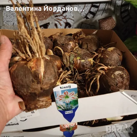 огромни луковици амаралис три цвята 