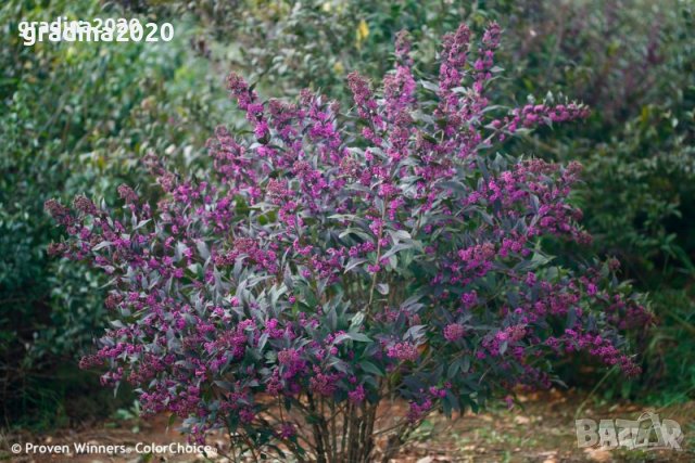 Каликарпа - Налични 2 вида Бяла - Callicarpa dichotoma Albibacea Лилава -Callicarpa dichotoma 'Issai, снимка 4 - Разсади - 42145705