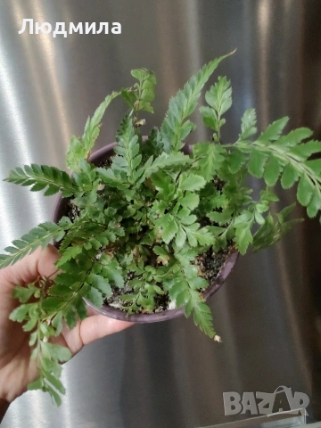 папрат Румора