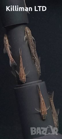 Черен отоцинклус