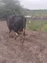 16 броя крави юници, снимка 8