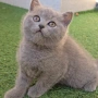 Британски котета. , снимка 4