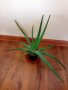 Растения Алое вера, лимони, дафинов лист, за Варна, снимка 7