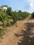 Продавам грозде сорт ,,Мерло”  ц, снимка 6