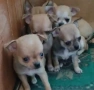 Продавам чихуахуа , снимка 8