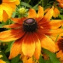 Рудбекия, снимка 2