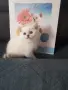 КОТЕНЦЕ КАТО  ОТ РЕКЛАМА, снимка 2