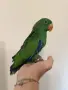 Ръчно хранен Еклектус , снимка 2