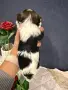 Бивер йоркширски териер , снимка 2