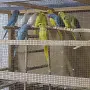 Свободни двойки и млади александри, снимка 3