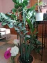 Цвете Замиокулкас, снимка 2