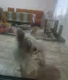 Йорки бивър женски , снимка 7