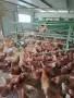 продавам ярки на шест месеца проносили ваксинирани, снимка 1