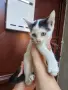 Подарвам котенца, снимка 1