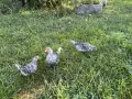 сребърен зибрайт, снимка 9