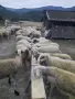Продавам стадо офце, снимка 8