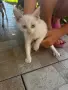 Бели котета- Турска ангора, снимка 3