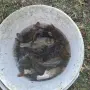  Зарибител шаран и толстолоб, снимка 5