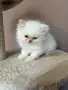 Персийско коте. , снимка 10