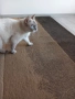 Британска Котка , снимка 3