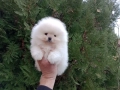 Чисто бял мъжки Померан., снимка 4
