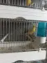 Певчески канарчета , снимка 3