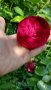 Резници червена сортова роза, снимка 1 - Градински цветя и растения - 29160968