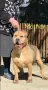 Американско Були Хл/American Bully XL , снимка 1
