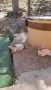 Котета 3 м. Родени 17.7, снимка 3