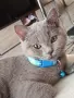 Шотланско коте въспитано , снимка 2