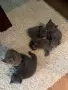 Сиви късокосмести британчета , снимка 11