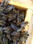 Пчелни майки и отводки сезон 2024 , снимка 6