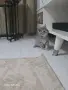 Британска късокосместа, снимка 4