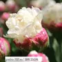 Сладоледено лале (Ice Cream Tulip), снимка 1