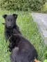 Продавам черни немски овчарки, снимка 2