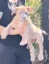 Американско Були Хл/American Bully XL , снимка 9