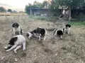 Малки каракачани, снимка 1