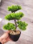Бонсай , Бонзай, снимка 8