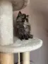 Персийски котенца , снимка 9