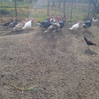 продавам пуйки,гъски,патици,кокошки, снимка 12 - други­ - 44288413