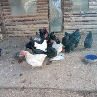 3,00лв - пиленца и разплодни яйца -0,90лв./бр.за люпене, снимка 6 - Кокошки и пуйки - 44184844