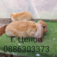 Продавам кочовати зайчета, снимка 5 - Други животни - 44760832