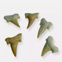 Зъби от праисторическа Акула,фосили Мексико, снимка 1 - Антикварни и старинни предмети - 36568887